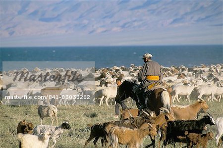 Arrondi vers le haut de troupeaux, Uureg Nuur lake, lac Uvs, Mongolie, Asie centrale, Asie