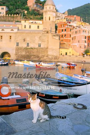 Cat by harbour, village of Vernazza, Cinque Terre, UNESCO World Heritage Site, Liguria, Italy, Europe