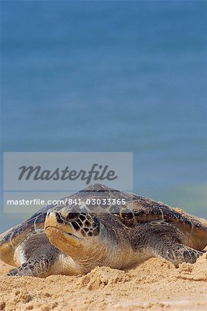 Gros plan d'une tortue verte (Chelonia Mydas) sortant de la mer sur une plage, près de Hat Mai Khao, Province de Phuket, Thaïlande du Sud, Thaïlande, Asie du sud-est, Asie