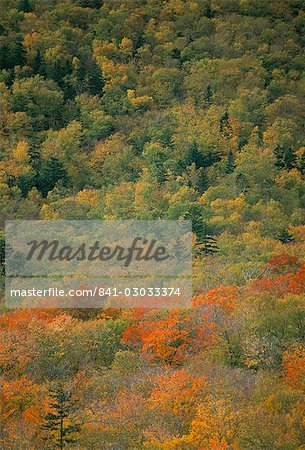 Bäume im Herbst fall (), White Mountain National Forest, New Hampshire, New England, Vereinigte Staaten von Amerika, Nordamerika