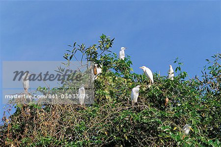 Vieh-Reiher (Bubulcus Ibis) auf einem Baum, Parque Nacional de Fernando de Norohna, Fernando De Noronha, Pernambuco, Brasilien, Südamerika