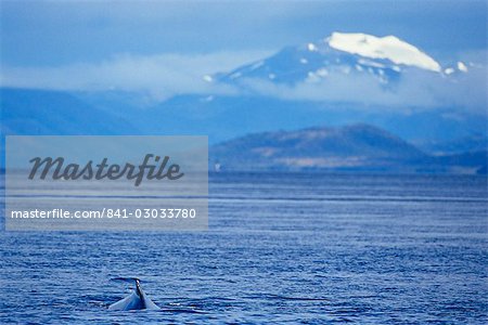 Humpback whale (Megaptera novaeangliae), and snow coverd mountains in the background, Francisco Coloane Marine Park, Strait of Magallanes (Magellan), Patagonia, Chile, South America