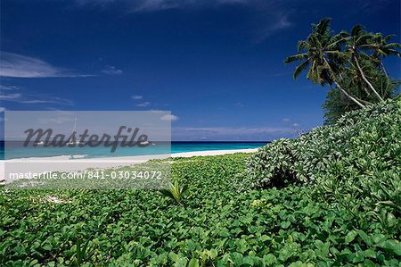Nature reserve and beach, Ile Aride (Aride Island), Seychelles, Indian Ocean, Africa