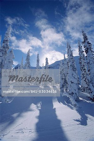 Schnee auf Bäume und Schatten, Rocky Mountains, Alberta, Kanada