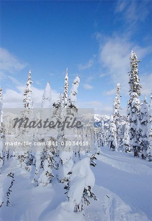 Schnee auf den Bäumen, Rocky Mountains, Alberta, Kanada