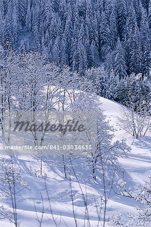 Trees in winter in the French Alps,Rhone-Alpes,France