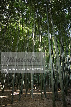 Bamboo forest, ville de Kamakura, Kanagawa prefecture, Japon, Asie