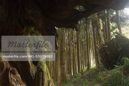 Riesiger Baumstamm aus Zeder-Wald, Erholungsgebiet Alishan National Forest, Chiayi County, Taiwan, Asien