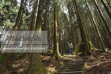 People looking up,cedar forest,Alishan National Forest recreation area,Chiayi County,Taiwan,Asia