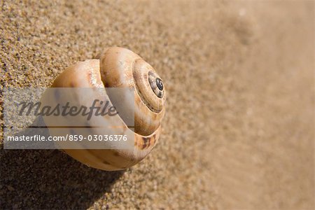 Schale der Schnecke auf Sand liegend