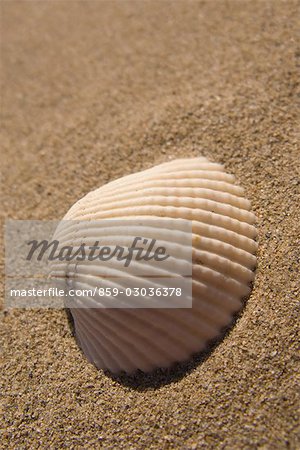 Seashell lying on beach