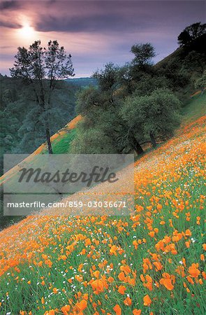 Orange flowers on hills