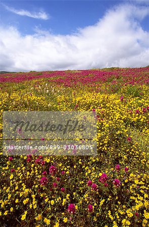 Field of purple and yellow flowers