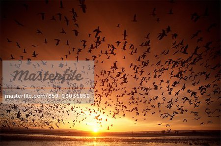 Grand groupe de canards volant