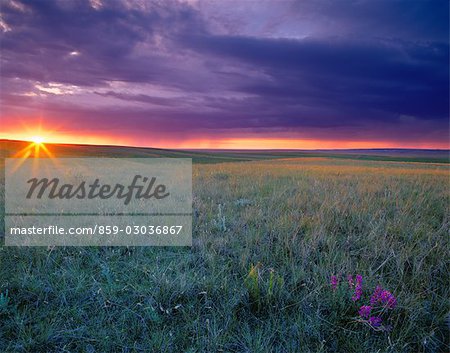 Sun setting in horizon over field with purple sky