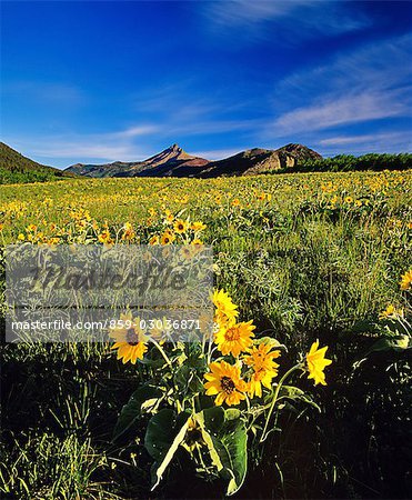 Marguerite jaune en terrain de montagne
