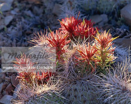 Gros plan de fleurs Barrel Cactus