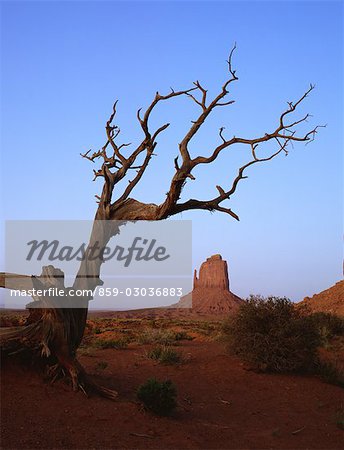 Bristlecone pine tree in desert