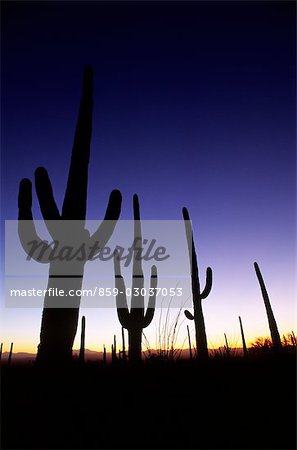 Vue de cactus dans le désert du soir