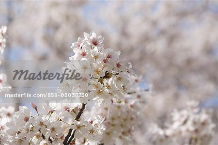 Cherry Blossom Blumen blühen