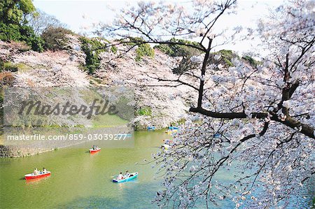 Cherry Blossoms Blooming in Springtime