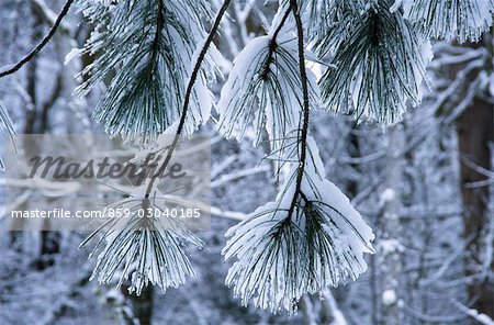 Branches d'arbre de pin recouvert de glace