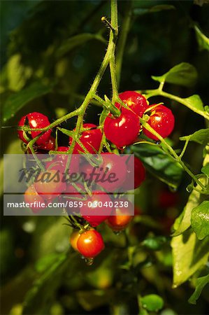 Cherry tomatoes on vine