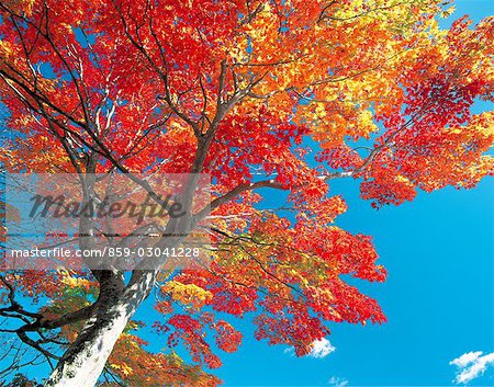 Herbst-Szene mit rote Blätter