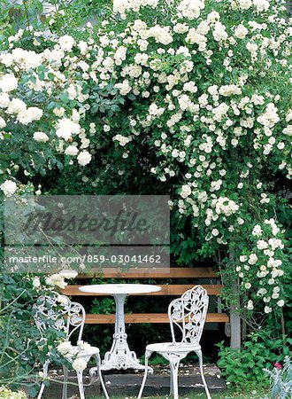 White Climbing Roses In A Garden