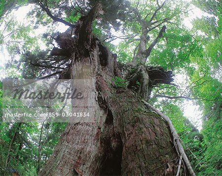 Tateyamasugi Cedar Tree