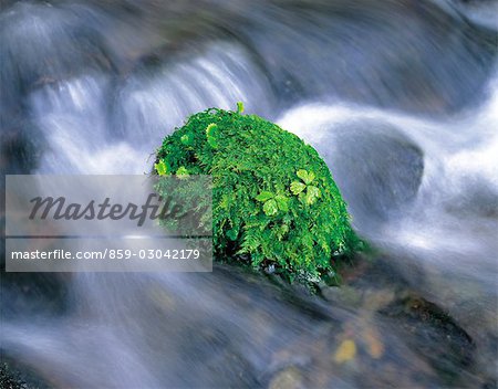 Moss-Covered Rock in Brook