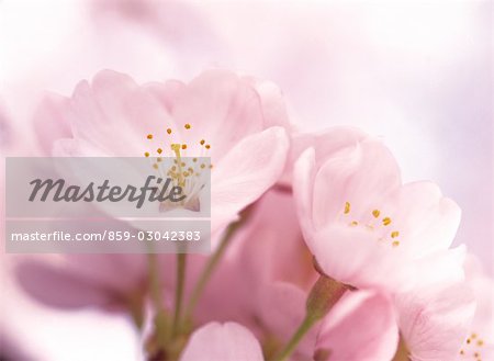 Sakura (Kirschblüte)