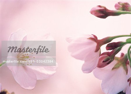 Sakura (fleur de cerisier)