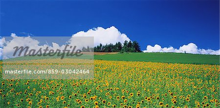 Champ de fleurs colorées