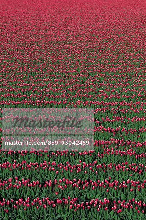 Bed of Red Flowers