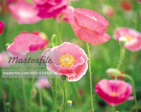 Rosa Blüten mit pelzigen Stielen