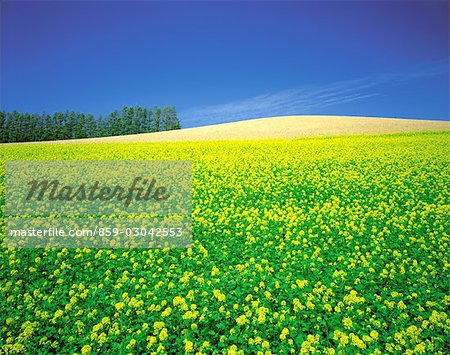 Champ de fleurs jaunes