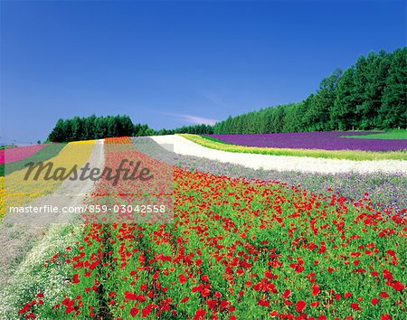 Field of Colorful Flowers