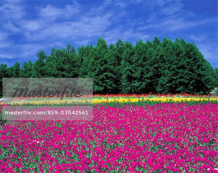 Champ de fleurs colorées