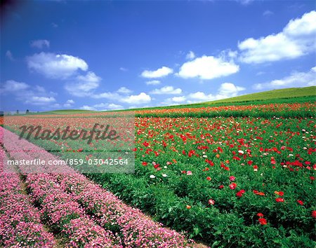 Rows of Colorful Flowers