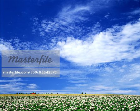 Champ de fleurs colorées