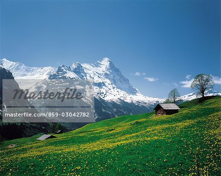 Champ de fleurs jaunes, petite maison, Snow-capped montagnes