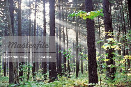 Forêt brumeuse avec des rayons de soleil qui dépassent