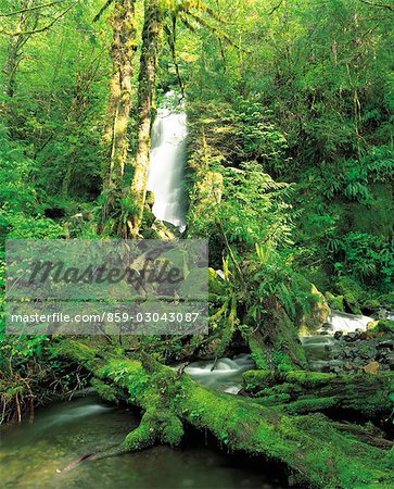 Dense Moss-Covered Forest and Brook