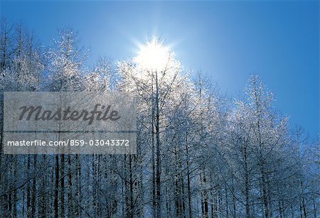 Snow Covered arbres