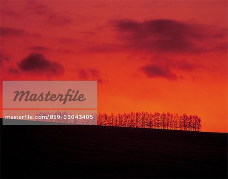 Vue vespérale arbres à Hokkaido