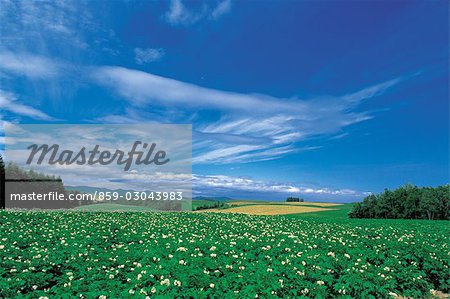 Champ de fleurs