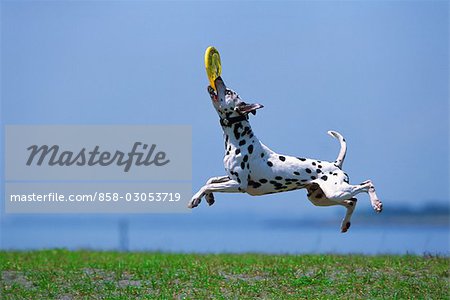 Dog catching frisbee