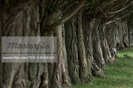 Schafe, Blick in die Kamera zwischen Zeile der Bäume, Kortgene, Zeeland, Niederlande