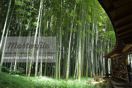 Forêt de bambous, le jardin du temple Hokokuji, Kamakura, Kanagawa prefecture, Japon, Asie